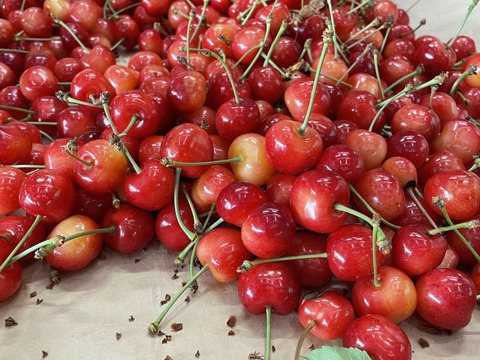 2L以上の大粒🍒さくらんぼ【佐藤錦】500g