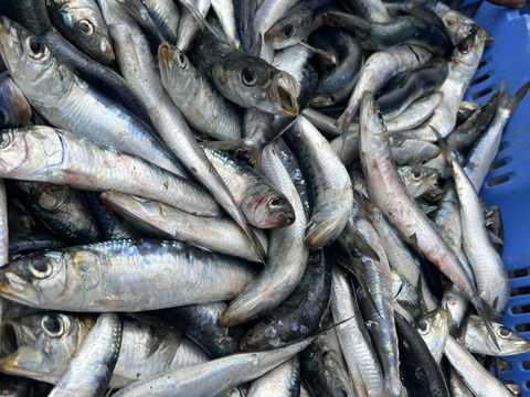 秋田県産　マイワシブロック　9kg 急速冷凍