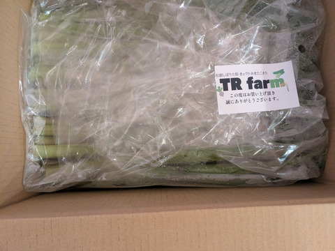 今が旬★山菜！秋田県鹿角市産葉が開く前の山うるい・ウルイ1kg