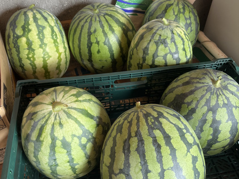 黄色いスイカ　金色羅皇 　S玉　4-5kg