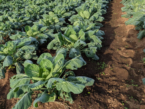 【福袋増量&割引(^^♪】双葉農園の芽キャベツ”（900g→1000g  10食分） （ちょっと割引　2580円→2500円）　【福袋】from 名水の里　神奈川県秦野市