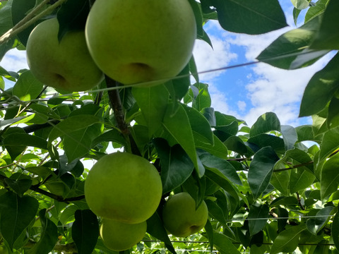 ＜セール＞【樹上完熟梨】『なつしずく』爽やかな香と味　２㎏以上