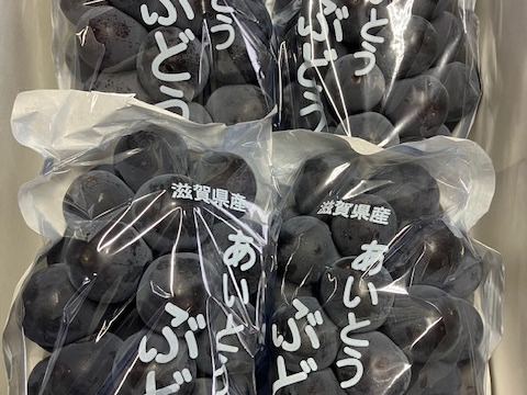 朝採りで厳選！その日に発送【贈答用　藤稔ぶどう】3～4房入り箱