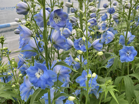 青系デルフィニウム(エラータム系)12本入り