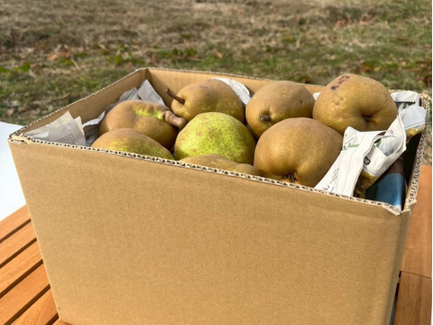 甘さと香り爽やかな★とろける　♦ラ・フランス♦　ご家庭用　約５ｋｇ（１２～２５玉）