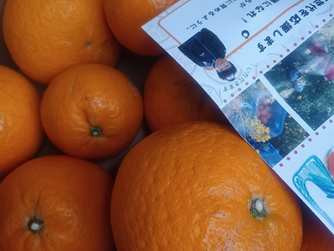 【農家直送】とろける果汁 清見オレンジ 訳あり10kg愛媛にしうわ産  完熟柑橘