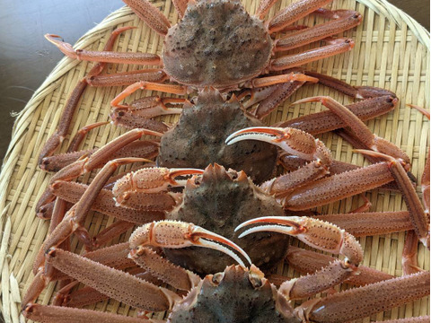 ※期間限定特売セール‼【北海道産】活ズワイガニ　サイズ小中　7.5kg
