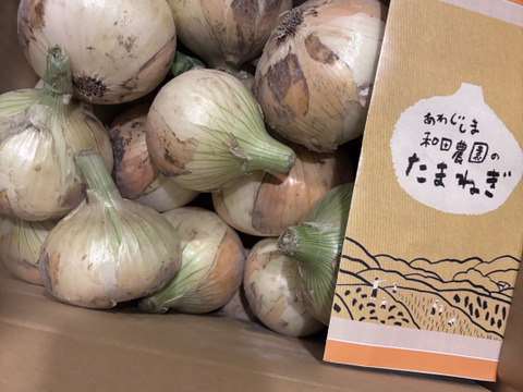 トロあま七宝！淡路島新玉ねぎ 5kgM〜LL：兵庫県産のその他