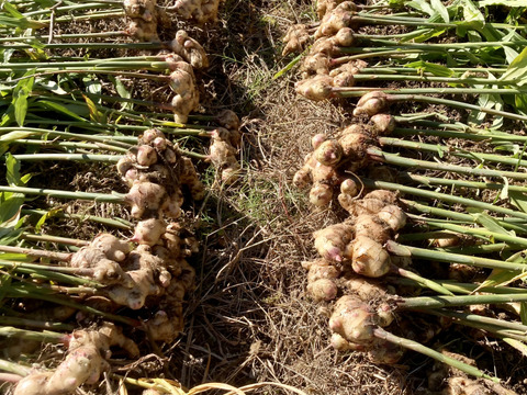 (出店キャンペーン)2023年度産土付き囲い生姜1kg