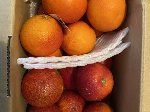 SP2 特選ブラッドオレンジ食べ比べ【モロ＆タロッコ】1.8kg