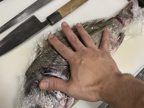 ☆海鮮パックの詰め合わせ☆　鮮魚　海の幸　津本式血抜き　瀬戸内海　天然　漁師　刺身　海産物　5個限定！