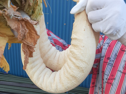 たくあん用干し大根　8本