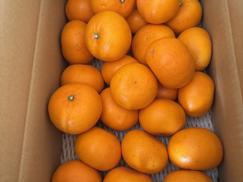 訳あり「せとか」　4ｋｇ