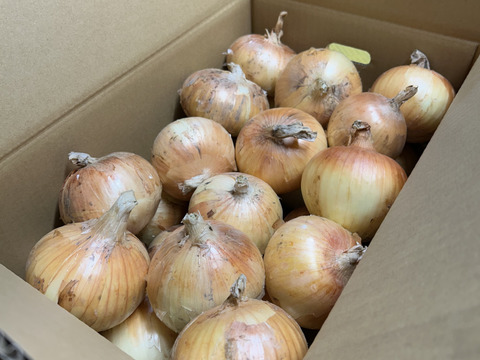 甘い人気品種　　完熟トキ　　大玉１０kg２８ー３２玉 Amazon.co.jp: えびねの多菜生活 玉ねぎ 又は新たまねぎ 大玉 新