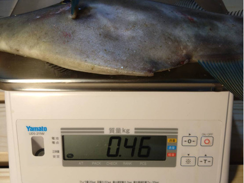 【未来丸厳選】天然ウマヅラハギ 大型3匹セット【１匹あたり400ｇ以上のもの】