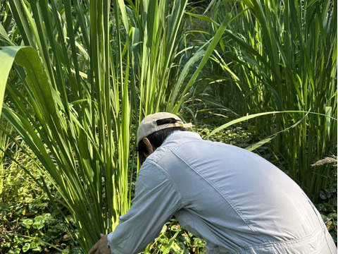 【農薬不使用！】奈良県山添村産『不揃いマコモダケ』 (1.5kg)