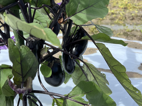 【7周年福袋】淡路島の夏をお届け！夏野菜詰め合わせ（10品）セット  77セット限定【77セット限定】