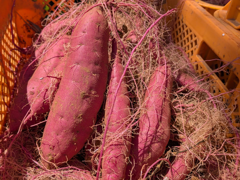 新商品期間限定お試し価格】小さい紅はるか 3kg｜食べきりミニサイズ