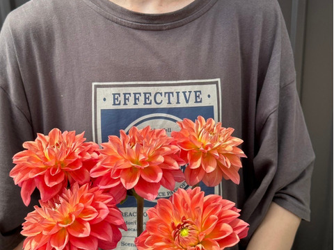 ダリア【品種: オレンジストーン】　(5本) 40~50cm