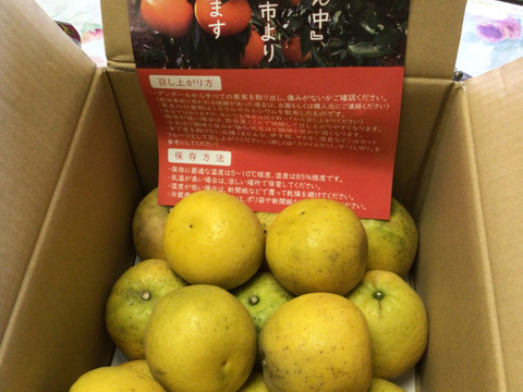 【家庭用】河内晩柑 7kg 爽快！！和製グレープフルーツ♡