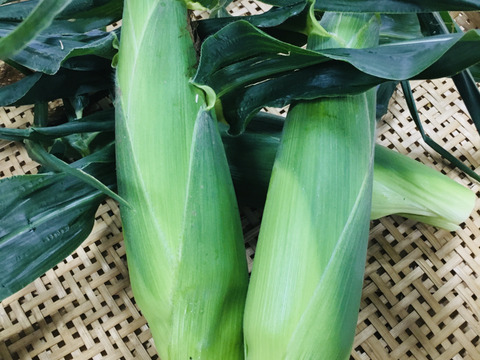 今シーズン最終販売！極甘スイートコーン♥ドルチェドリーム9本入りLLサイズ、クール便