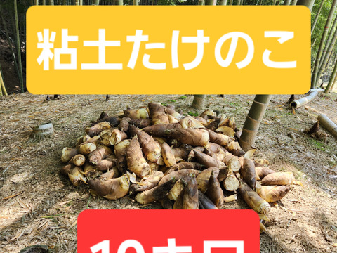 ★自然栽培品　朝掘り　たけのこ　筍　一般流通品　10キロ前後　※10本～15本前後　最短発送　チルド　冷蔵専用箱発送