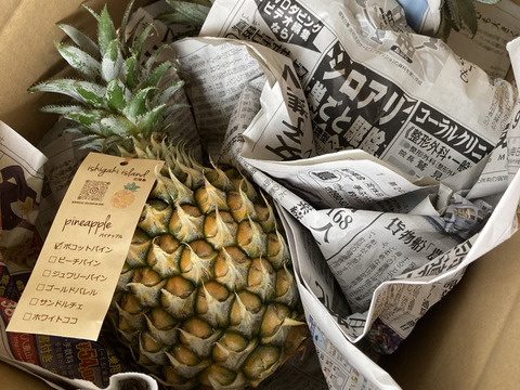 【石垣島直送】手でポコットちぎっても食べらる。濃厚ポコットパイン 5kg（５〜7玉）｜前花パイン農園（沖縄県石垣島産パイナップル）