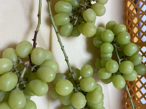 岡山県産✨シャインマスカット🍇訳ありたっぷり2kg🎶（房数未定