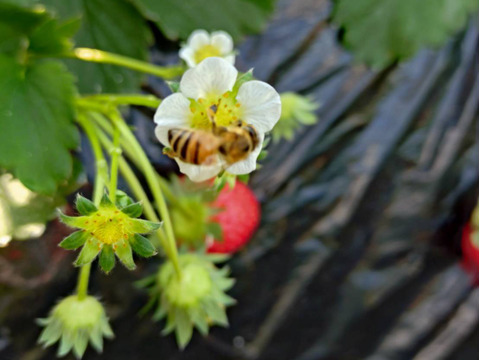 🏆「食べチョクいちごグランプリ2026 」ネクストブレイク部門 新時代のいちご賞受賞【福島県田村市産】農家直送　福島県が10年かけて育てた新品種ゆうやけべりー　平詰め400g前後　完熟新鮮いちご