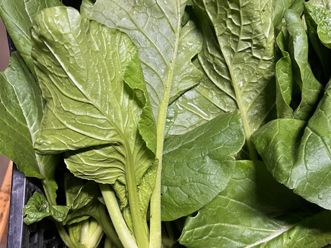 【自然栽培】小松菜　200g×5p