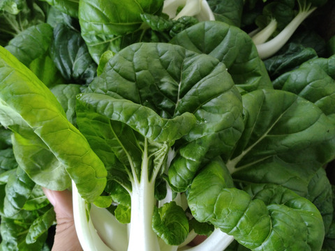 川辺農園 アジア野菜おまかせセット（4～6種類）中国野菜