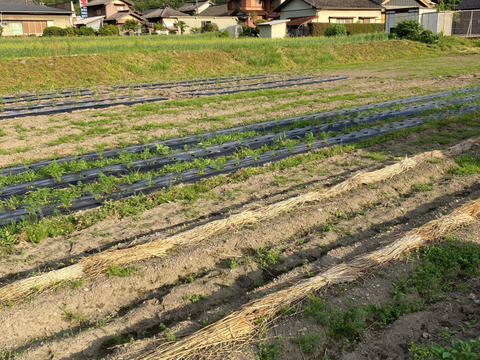 主役にもなれるんです。無限甘シャキ。スナップエンドウ500g