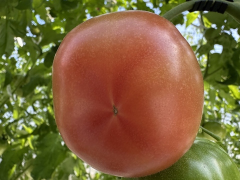 パリッと！新鮮！大玉トマトの2品種ランダムお楽しみセット【6袋】