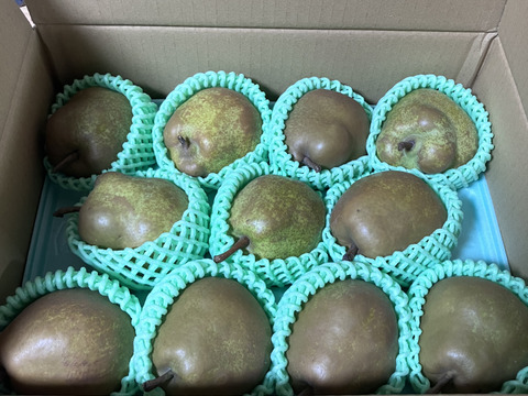 農薬節減!! こだわりラフランス 山形県 3kg 9〜11玉 ギフトにも 11月上旬〜【冬ギフト】