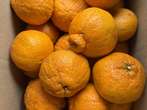 「ノークレーム」ガキデコ10㎏