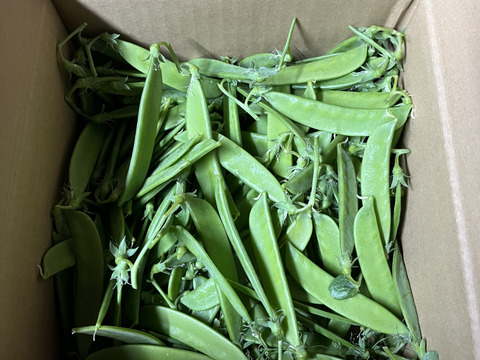 和歌山県産【絹さや】（秀品）500g