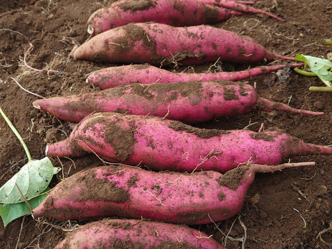 【農薬化学肥料不使用】さつまいも3種食べ比べ！ 「紅はるか」「ベニアズマ」「ハロウィンスイート」1ヶ月熟成 箱込み2kg