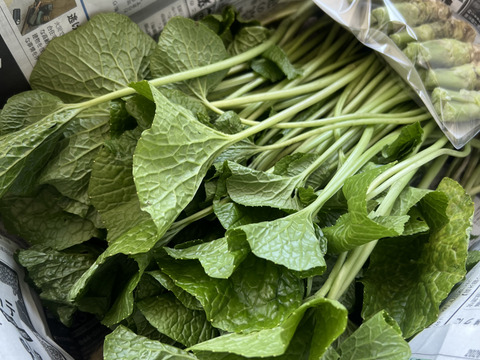 【朝採り当日発送】120年守る安曇野の湧水育ち。希少な「葉わさび1kg」＆お試し生わさび（ご家庭用・100g)セット