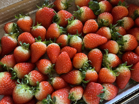 生の風味をお届け。気にしない方限定🍓バラ詰苺BOX（約1000g）大きさ形が不揃いです
