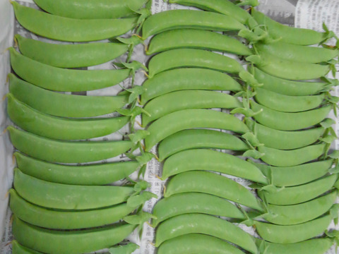 【冷蔵便でお届け】東北ではこれから旬です！スナップエンドウ【露地モノ１kg入】
