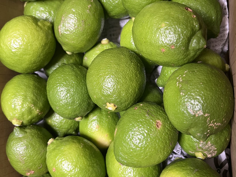 緑から色づいてきたレモンです！【農薬不使用】ねこ農園のレモン　10kg【ノーワックス】