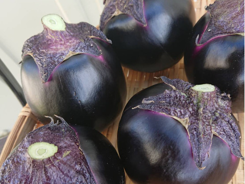 大容量！貴重！ナスの大トロ！『越の丸なす』　８個～１０個/１個200g前後