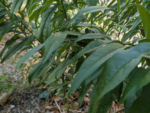 桃の葉（生葉）🌿300枚以上☆桃の葉風呂、手作り桃の葉ローション等に♪☆農薬、除草剤、化学肥料等不使用の桃の木の生葉☆自然栽培🌿ゆうパック🏣