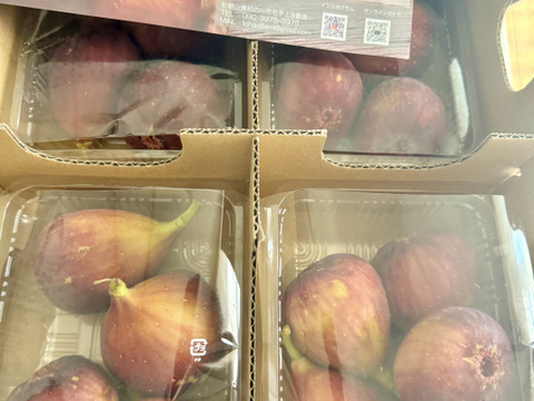 【ご家庭用】朝採りいちじく1箱