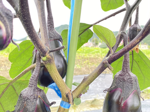 太陽たっぷり浴びた水茄子‼️柔らかいとお褒めの言葉頂いてます❗️60サイズの箱いっぱいに詰めて