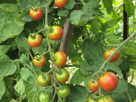 豊作御礼！　希少な固定種ミニトマトのドライトマト　農薬化学肥料不使用（100g）