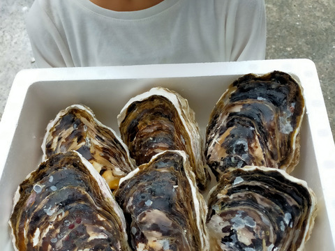 【夏ギフト】ぷっくりミルクの！ジュルッと！おっきい岩牡蠣　10個入　島根町　野井産