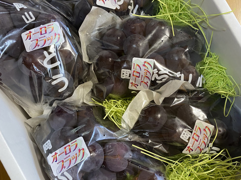 【クール便発送】オーロラブラック 家庭用 岡山産 2kg 約4房～6房 訳ありぶどう