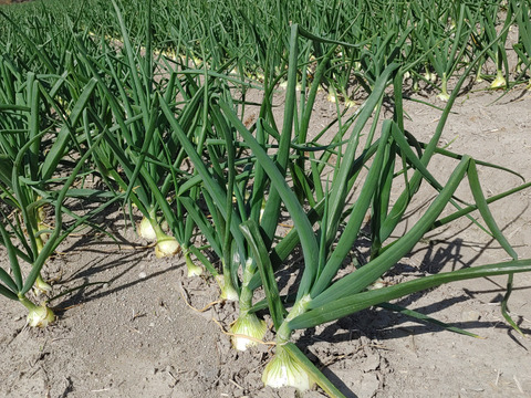 大好評，地層が違う淡路島、大玉、新玉ねぎ、七宝早生(風袋込み10キロ)