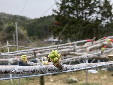 大和高原の梨　豊水5ｋｇ